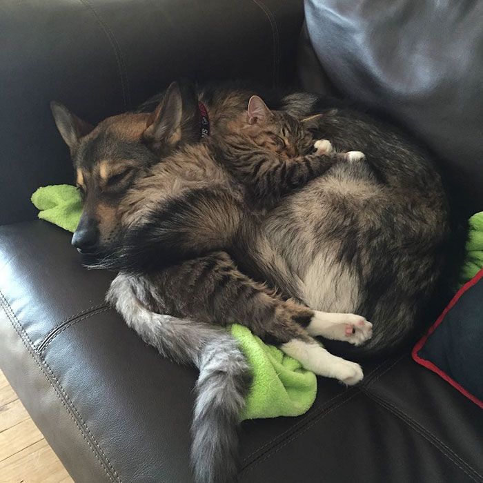 Ce husky a adopté ce chat dans un refuge et depuis, ils sont inséparables ! | So Busy Girls