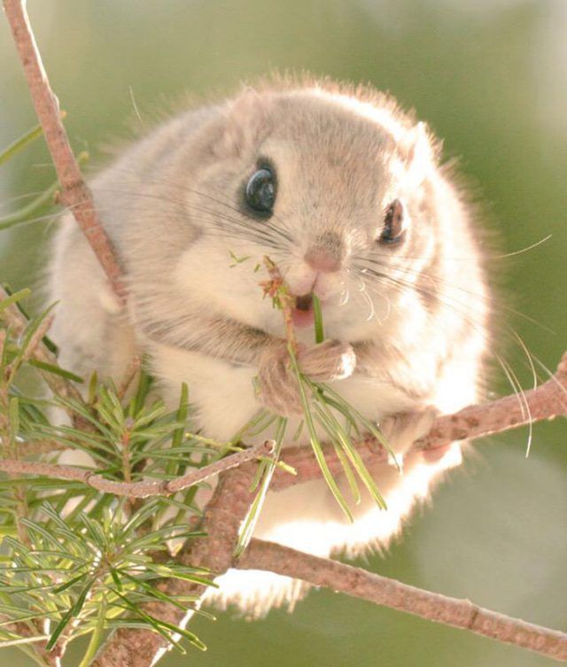 15 animaux tout ronds qui rouleront vers votre coeur illico | So Busy Girls