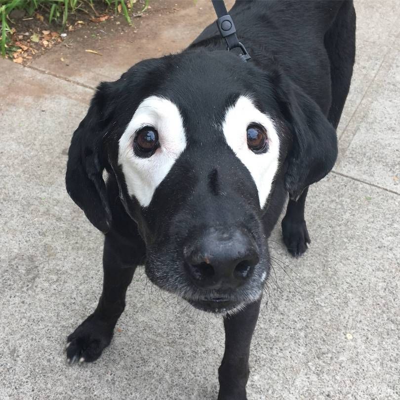 Ce labrador noir atteint de vitiligo devient peu à peu blanc, regardez comment les internautes répondent ! | So Busy Girls