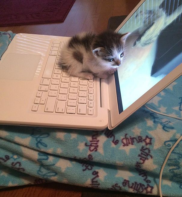 30 chats qui adorent la chaleur | So Busy Girls