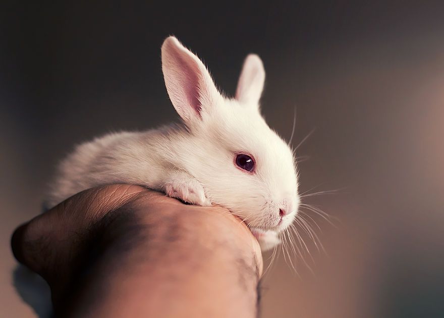 Ce bébé lapin est tellement mignon que vous allez vouloir le même ! | So Busy Girls