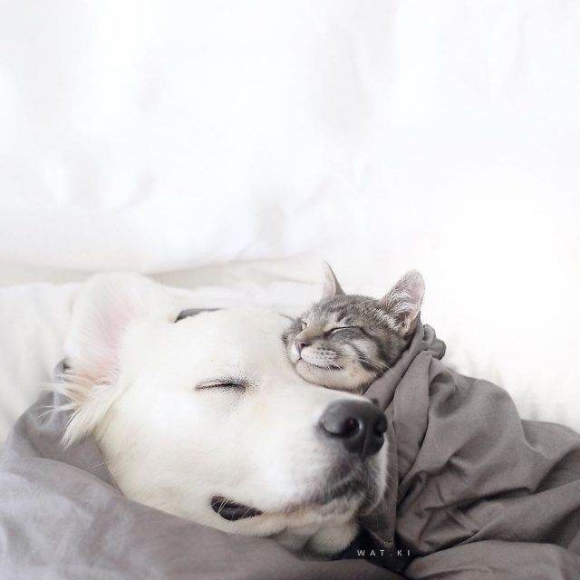 Ces 2 chiens et ce chat sont inséparables et ne se quittent jamais | So Busy Girls