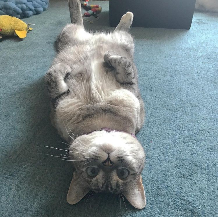 Nala, le chat le plus célèbre d'Instagram, nous fera toujours sourire | So Busy Girls
