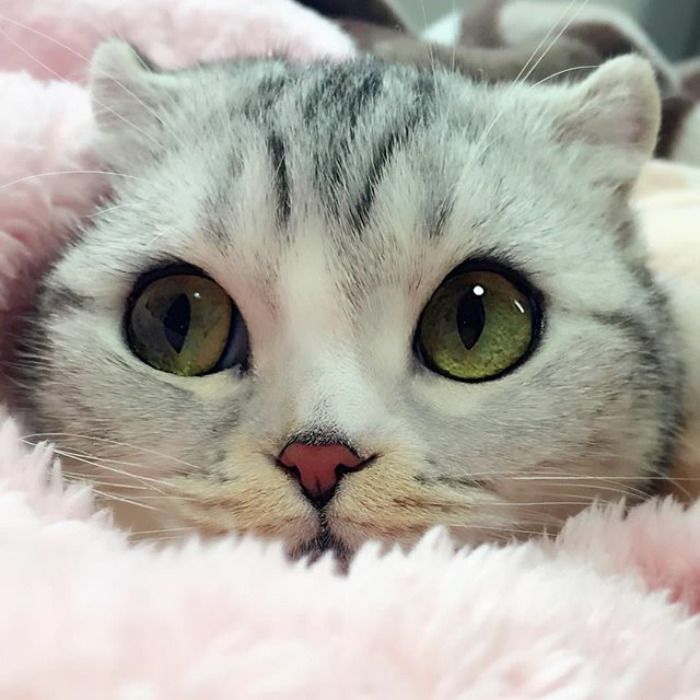 Découvrez Hana, le chat aux grands yeux ronds qui fait fondre le coeur des Instagramers | So Busy Girls