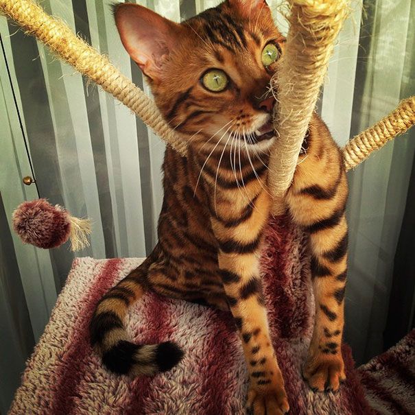 Découvrez Thor, le chat du Bengale qui a le plus beau pelage qui soit | So Busy Girls