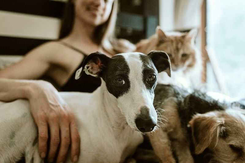 Pourquoi nos animaux de compagnie protègent notre cerveau | So Busy Girls