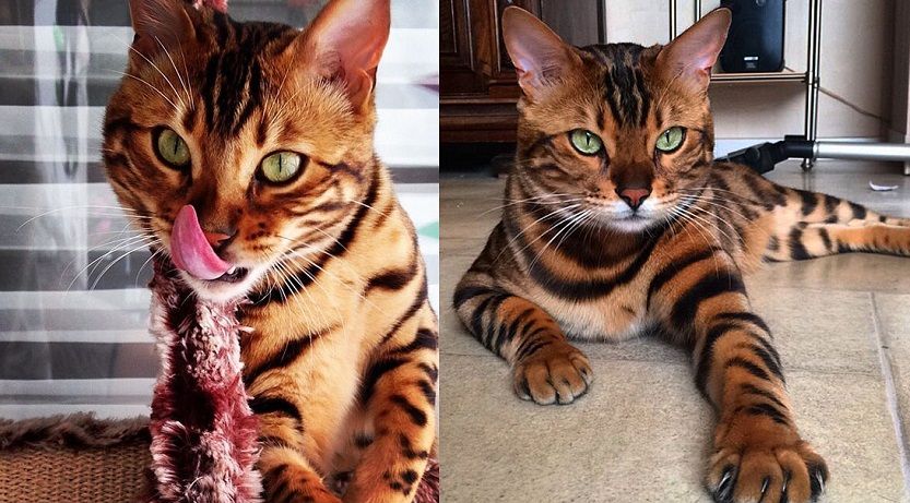 Découvrez Thor, le chat du Bengale qui a le plus beau pelage qui soit | So Busy Girls