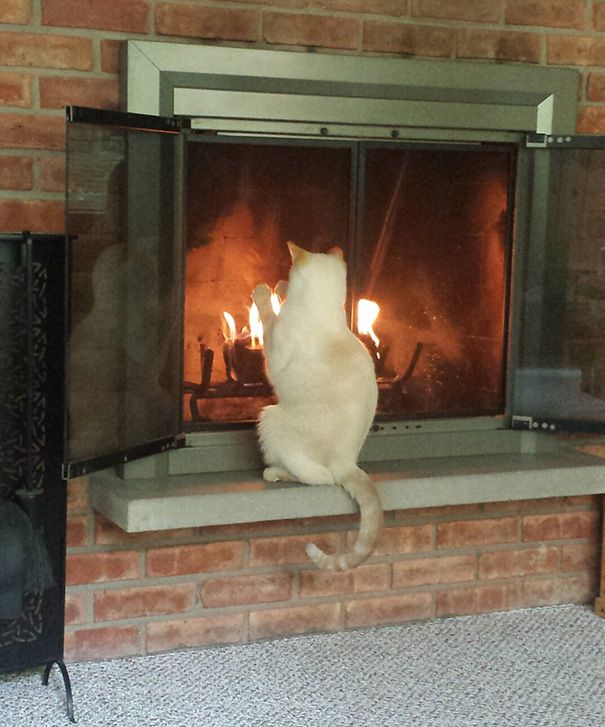30 chats qui adorent la chaleur | So Busy Girls