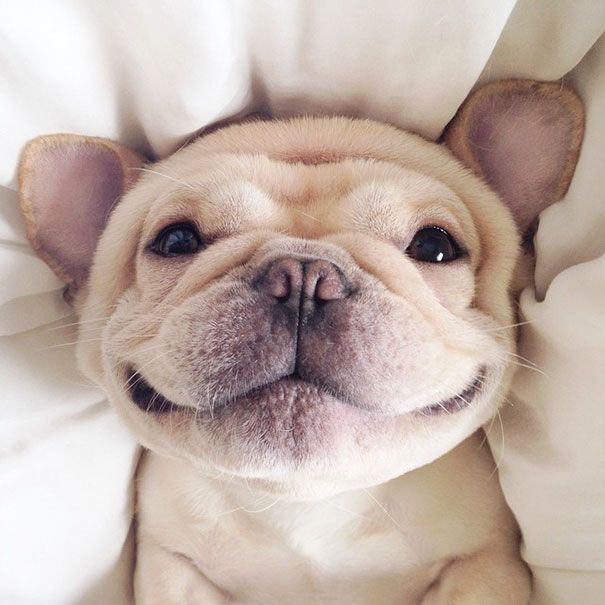 Découvrez Milo, le bulldog narcoleptique qui va vous faire sourire illico ! | So Busy Girls