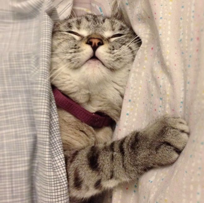 Nala, le chat le plus célèbre d'Instagram, nous fera toujours sourire | So Busy Girls