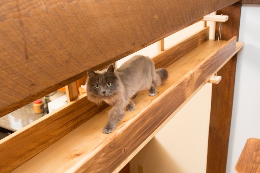 Il transforme une maison pour faire le bonheur de 7 chats | So Busy Girls