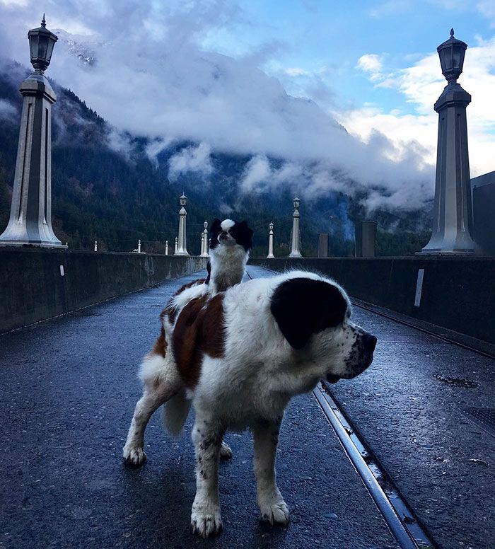 Ce petit chien se fait transporter partout sur le dos ce grand Saint Bernard | So Busy Girls
