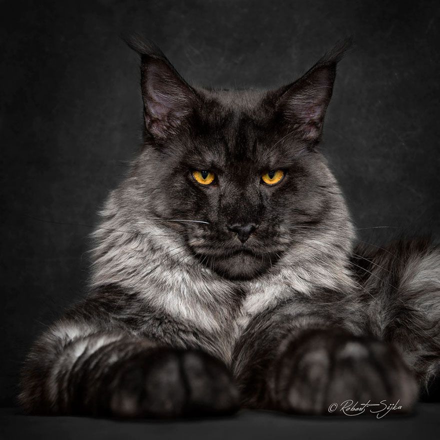12 photos qui révèlent la beauté majestueuse des Maine Coons | So Busy Girls