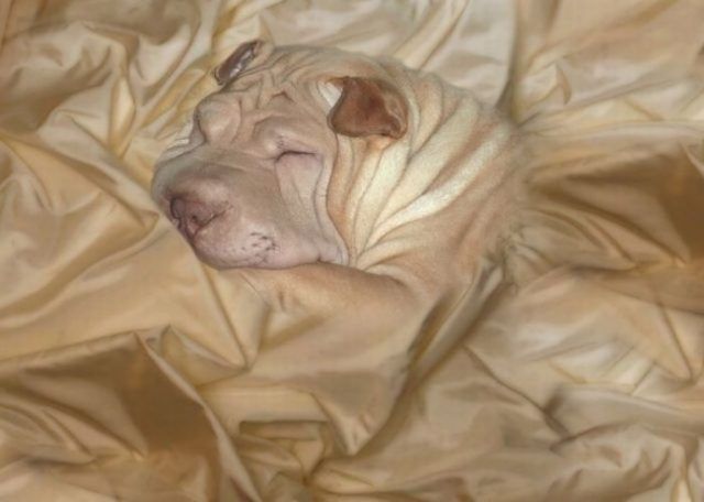 18 animaux persuadés qu’ils sont parfaitement bien cachés | So Busy Girls