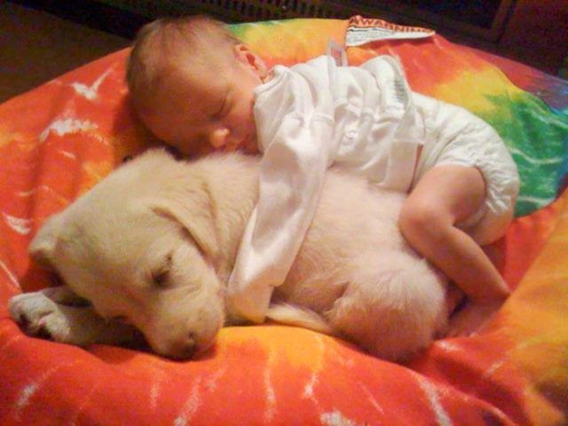 14 photos craquantes qui montrent que les chiens sont plus confortables que des oreillers | So Busy Girls