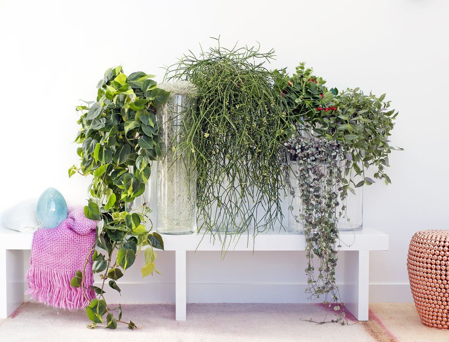 8 plantes retombantes pour créer un magnifique rideau végétal chez vous | So Busy Girls