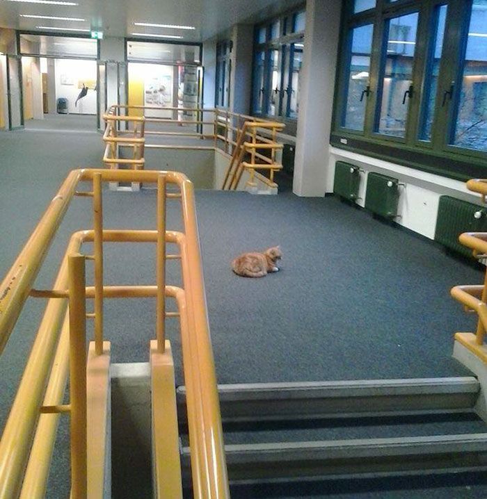 Ce chat vient tous les jours à l'Université pour encourager les étudiants en leur faisant des câlins | So Busy Girls