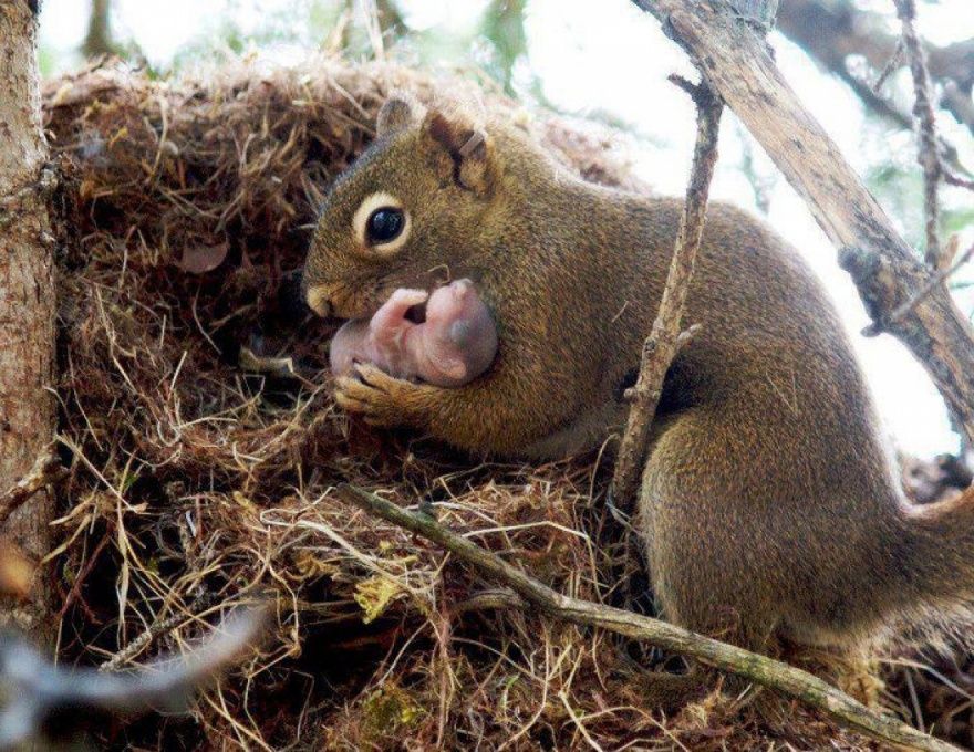 17 animaux adorables qui pourront toujours compter sur l'amour de leur mère | So Busy Girls