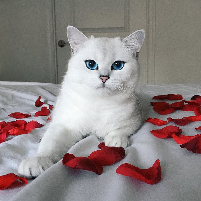 Ce chat a vraiment des yeux sublimes | So Busy Girls