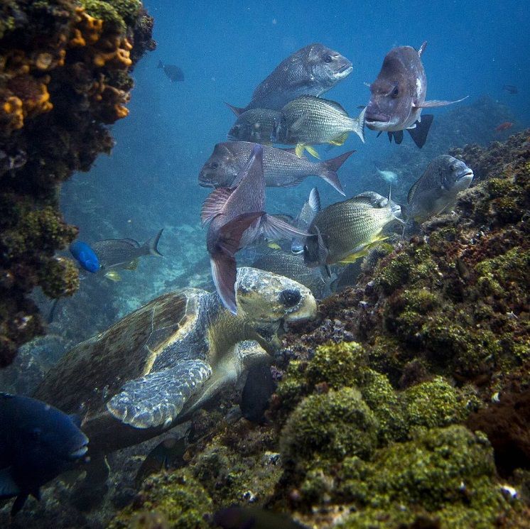 La photo incroyablement rare du poisson coincé à l'intérieur d'une méduse | So Busy Girls