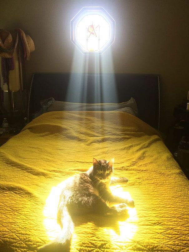 30 chats qui adorent la chaleur | So Busy Girls