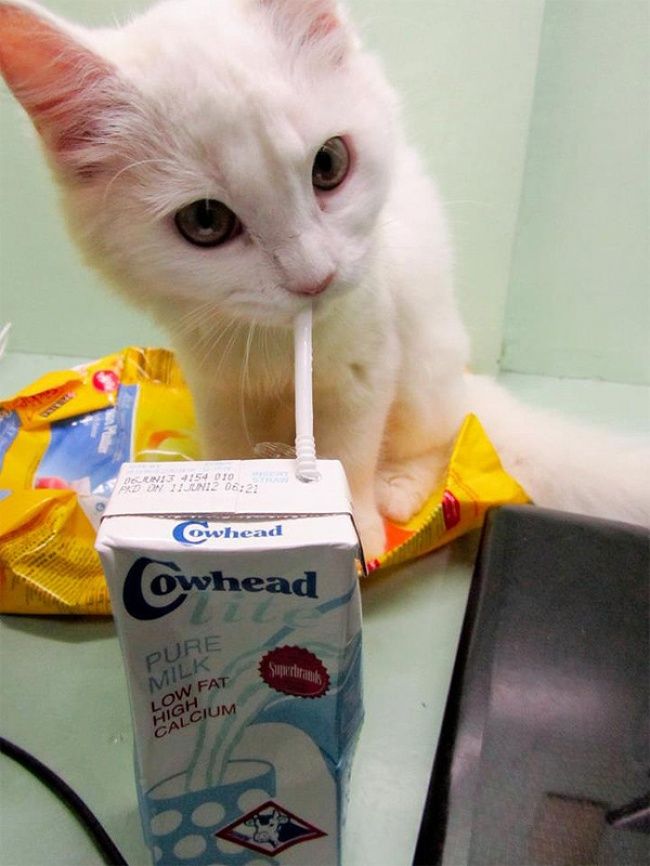 Ce chat est un petit malin : il a appris à boire son lait à la paille ! | So Busy Girls