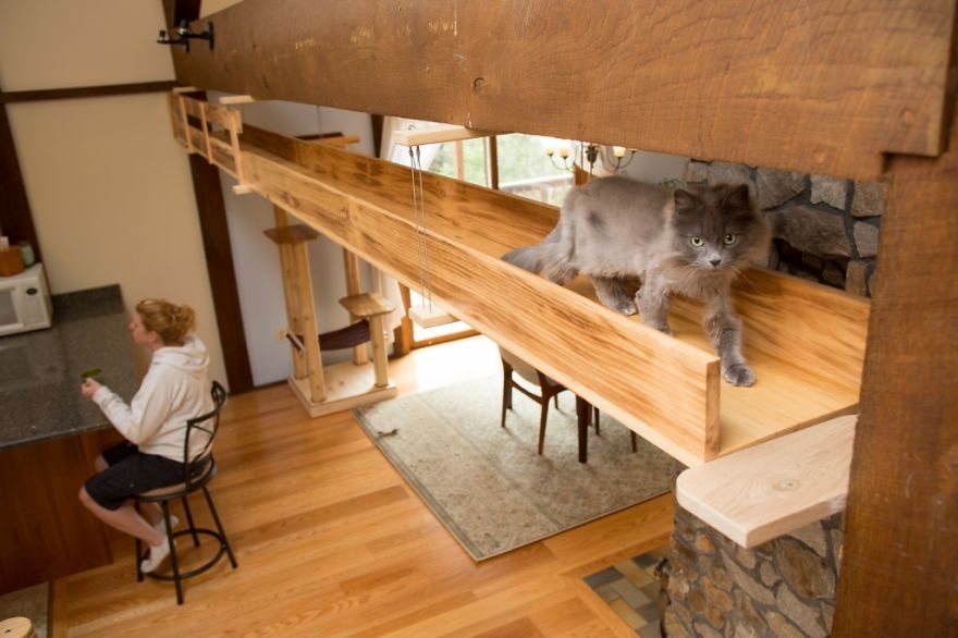 Il transforme une maison pour faire le bonheur de 7 chats | So Busy Girls