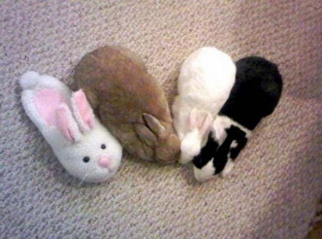 18 animaux persuadés qu’ils sont parfaitement bien cachés | So Busy Girls