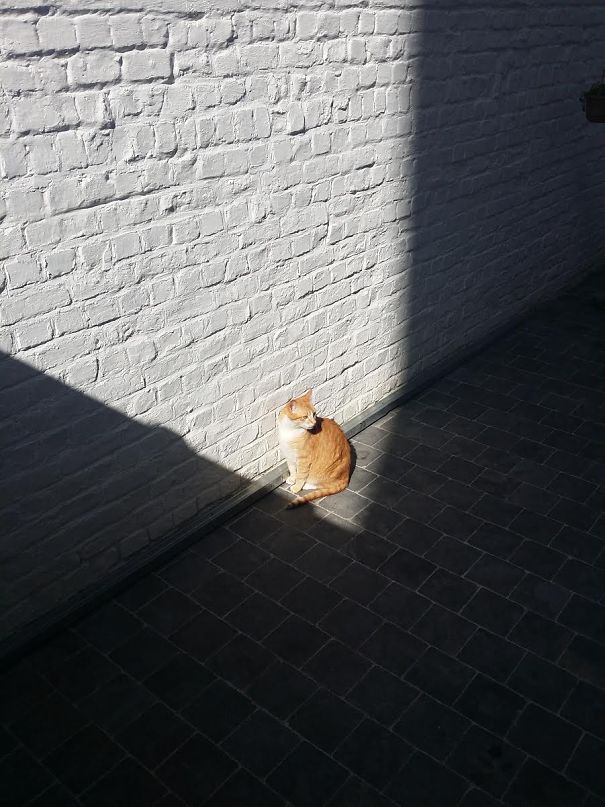 30 chats qui adorent la chaleur | So Busy Girls