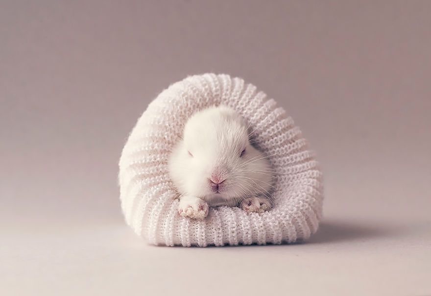 Ce bébé lapin est tellement mignon que vous allez vouloir le même ! | So Busy Girls