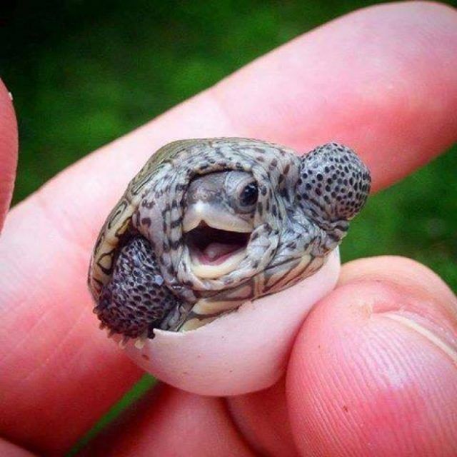 Un bébé tortue | So Busy Girls