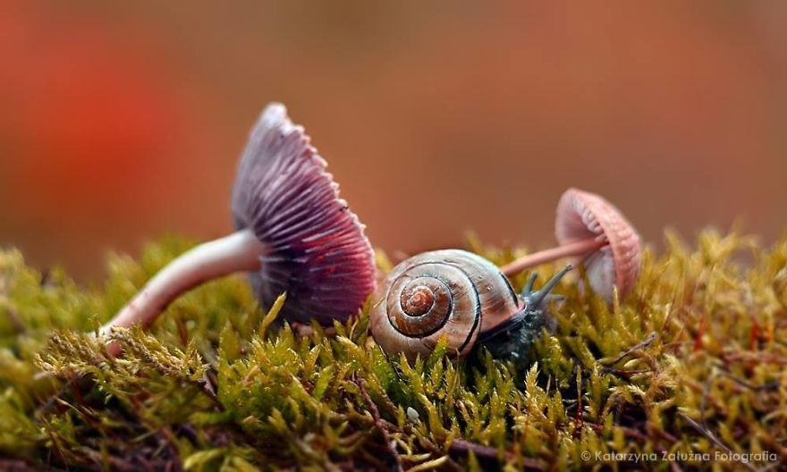 Découvrez le petit monde merveilleux des escargots ! | So Busy Girls