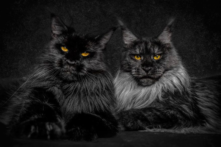 12 photos qui révèlent la beauté majestueuse des Maine Coons | So Busy Girls