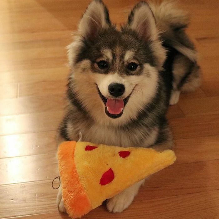 Découvrez Norman, le bébé husky tellement mignon qu'il va vous faire craquer ! | So Busy Girls