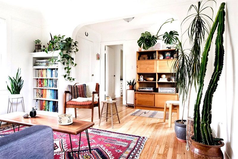 Les 8 meilleures plantes d'intérieur pour votre salon | So Busy Girls
