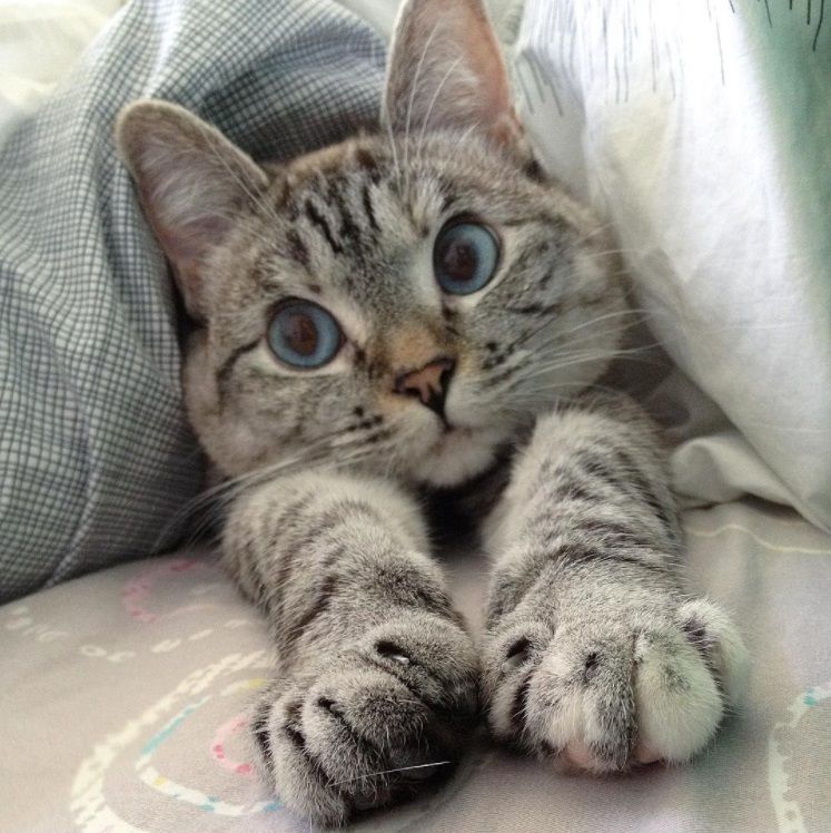 Nala, le chat le plus célèbre d'Instagram, nous fera toujours sourire | So Busy Girls