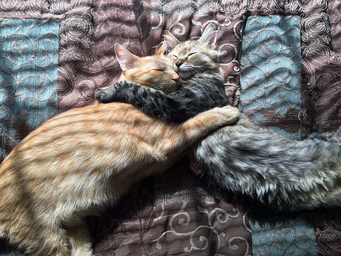 Ces 2 chatons adoptés sont inséparables et ne peuvent pas s'empêcher de le montrer ! | So Busy Girls