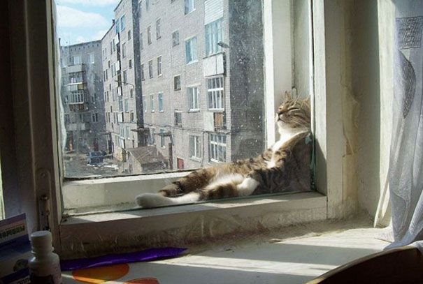 30 chats qui adorent la chaleur | So Busy Girls