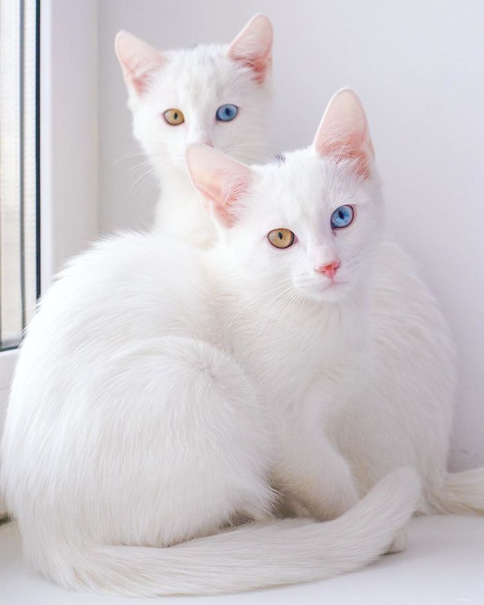 Ces 2 chats blancs aux yeux vairons ont un regard absolument magnifique | So Busy Girls