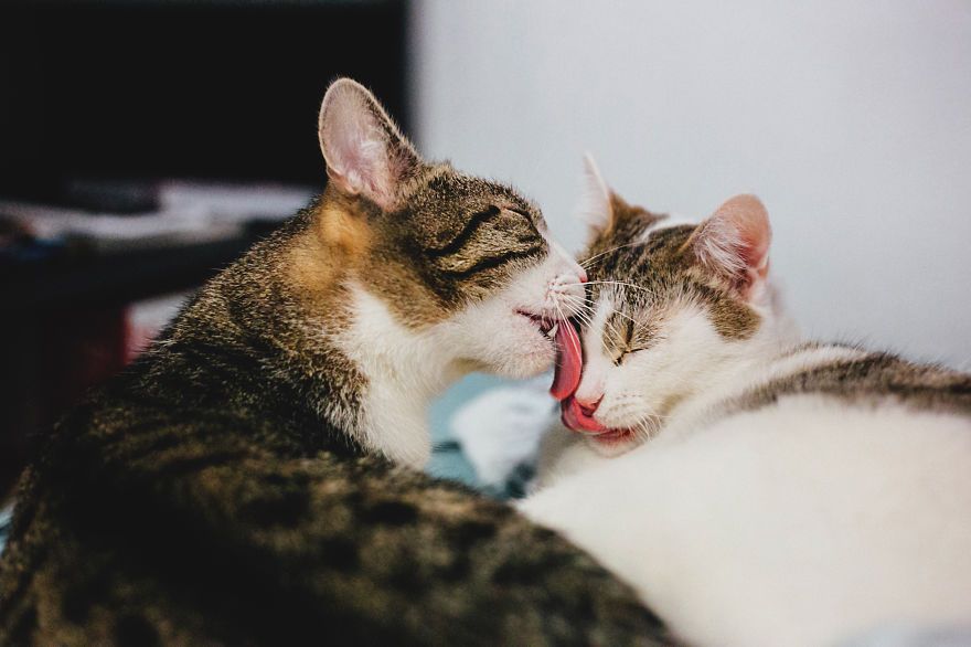 Bisou de chat | So Busy Girls