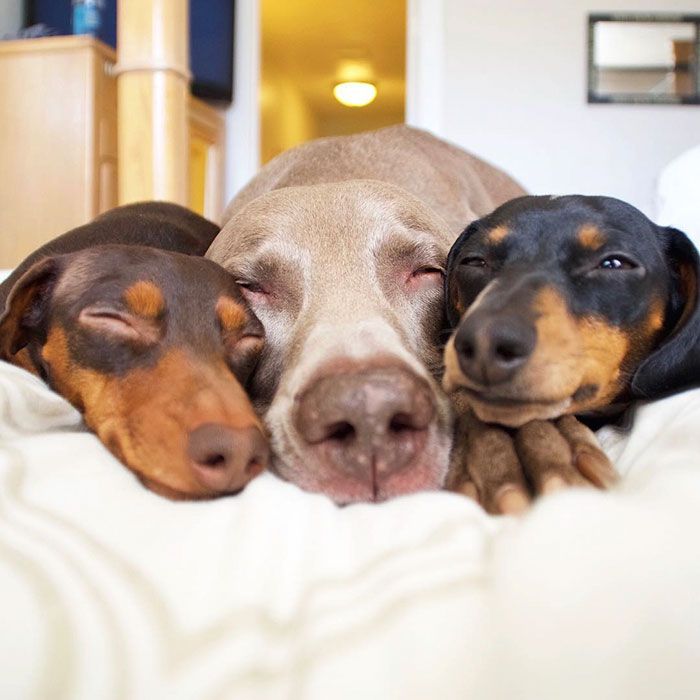 Ces 2 chiens et ce petit chiot endormis tous les 3 sont tellement adorables que vous allez craquer ! | So Busy Girls