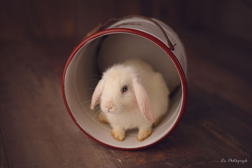Ce bébé lapin est tellement mignon que vous allez avoir envie de lui faire un câlin | So Busy Girls