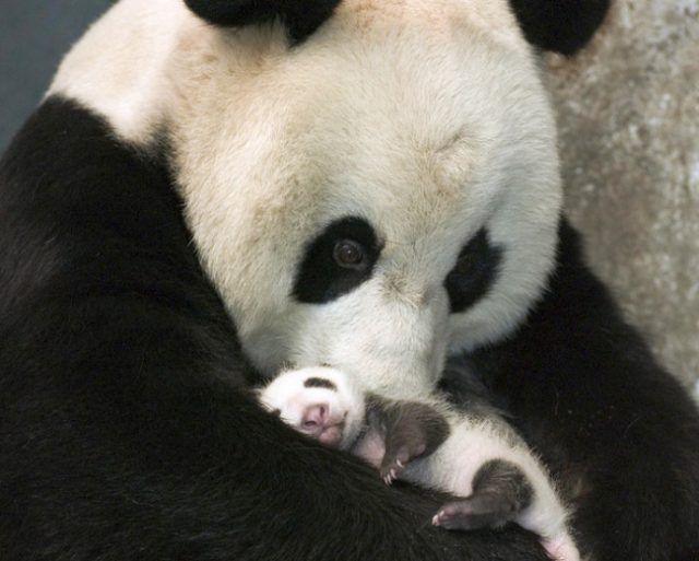 Un bébé panda | So Busy Girls