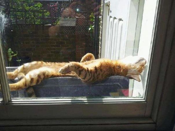 30 chats qui adorent la chaleur | So Busy Girls