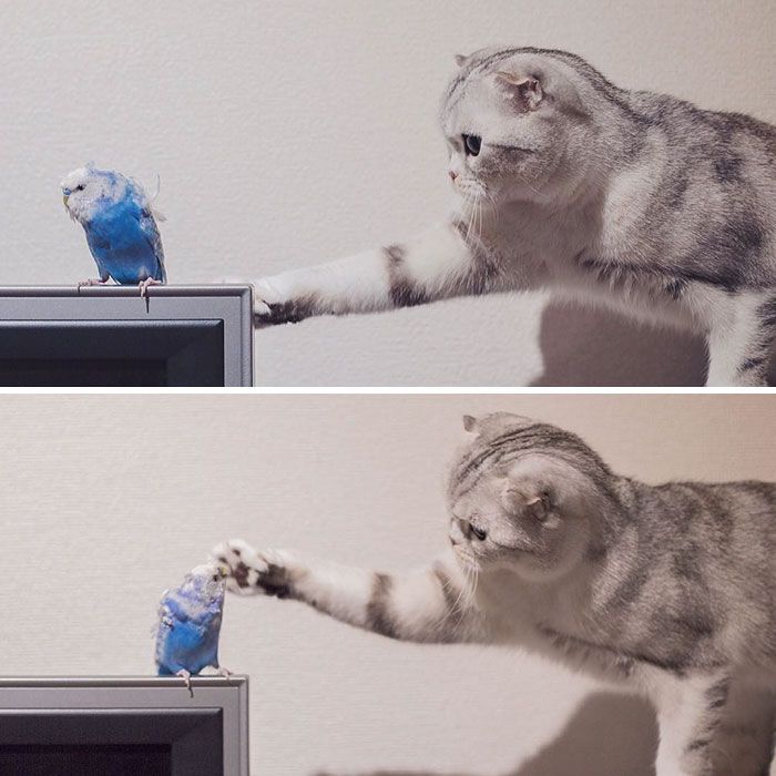 Découvrez Hana, le chat aux grands yeux ronds qui fait fondre le coeur des Instagramers | So Busy Girls