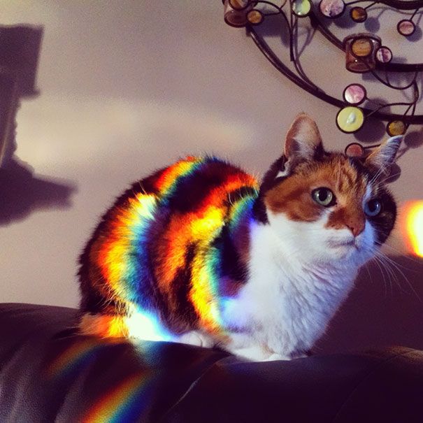 30 chats qui adorent la chaleur | So Busy Girls