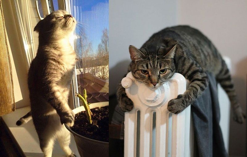 30 chats qui adorent la chaleur | So Busy Girls