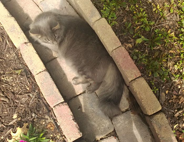 Mon chat est devenu copain avec un écureuil et depuis, ils n'arrêtent pas de se faire des câlins ! | So Busy Girls
