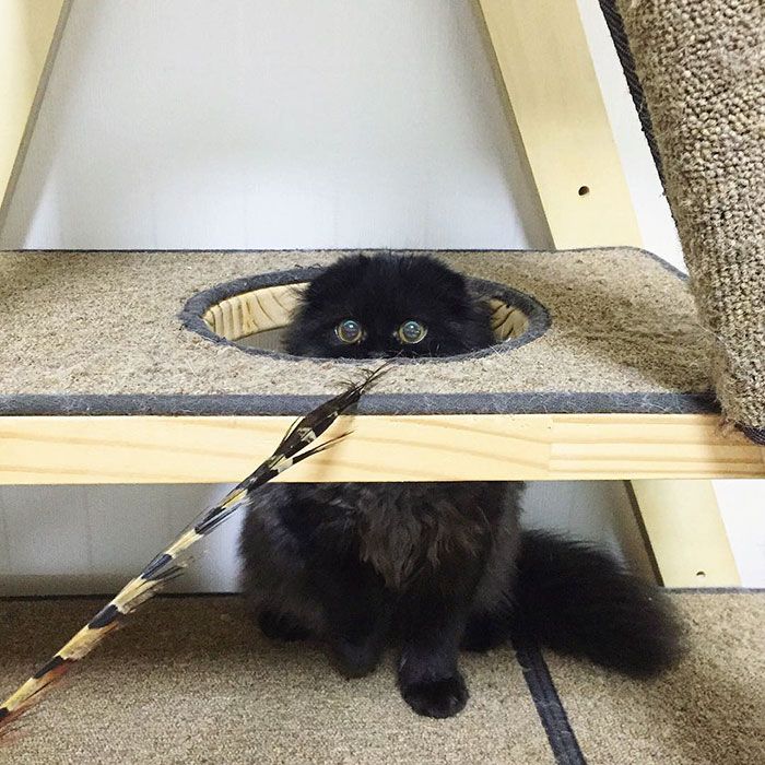 Impossible de ne pas craquer pour Gimo, le chat aux yeux immenses et trop mignons | So Busy Girls