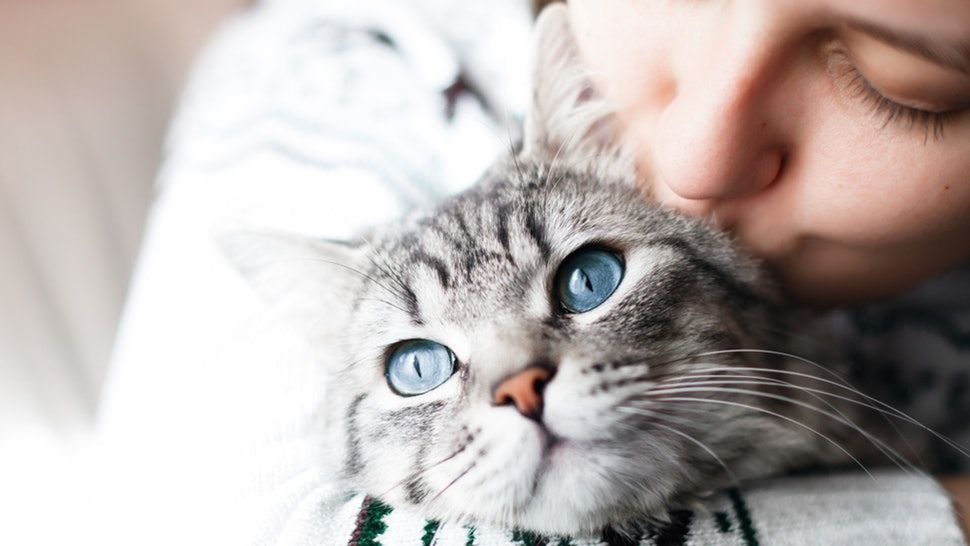 C’est prouvé : votre chat sait répondre à l’appel de son nom ! | So Busy Girls